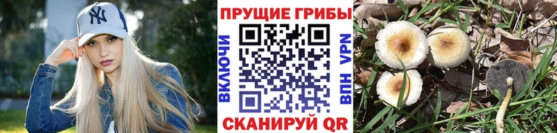 MEGA   Каргат  Псилоцибиновые грибы Psilocybe 